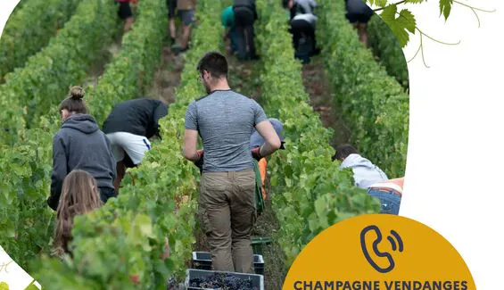 VENDANGES EN CHAMPAGNE