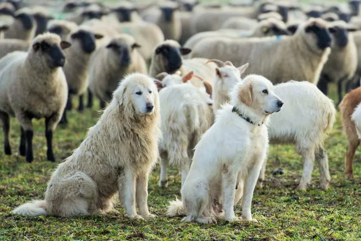 <![CDATA[Le Patou, le chien de protection]]>