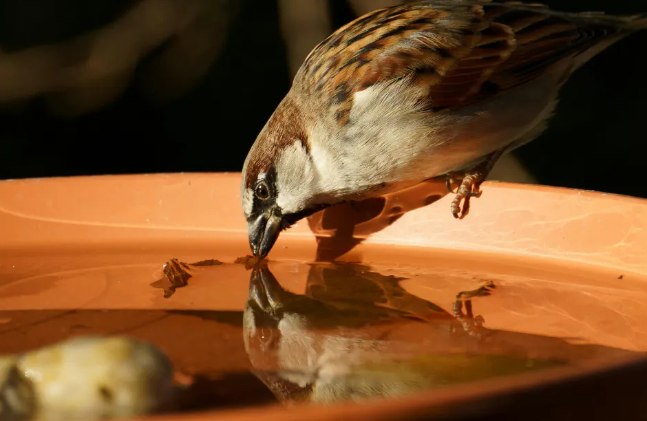 Pendant les fortes chaleurs, aidez la faune sauvage ! - Environnement / Cadre de vie