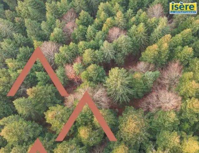 Impact du changement climatique en forêt