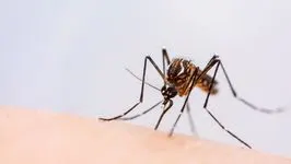 Moustique tigre à Clichy : comment prévenir sa prolifération ?