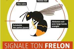 Prévention frelon asiatique