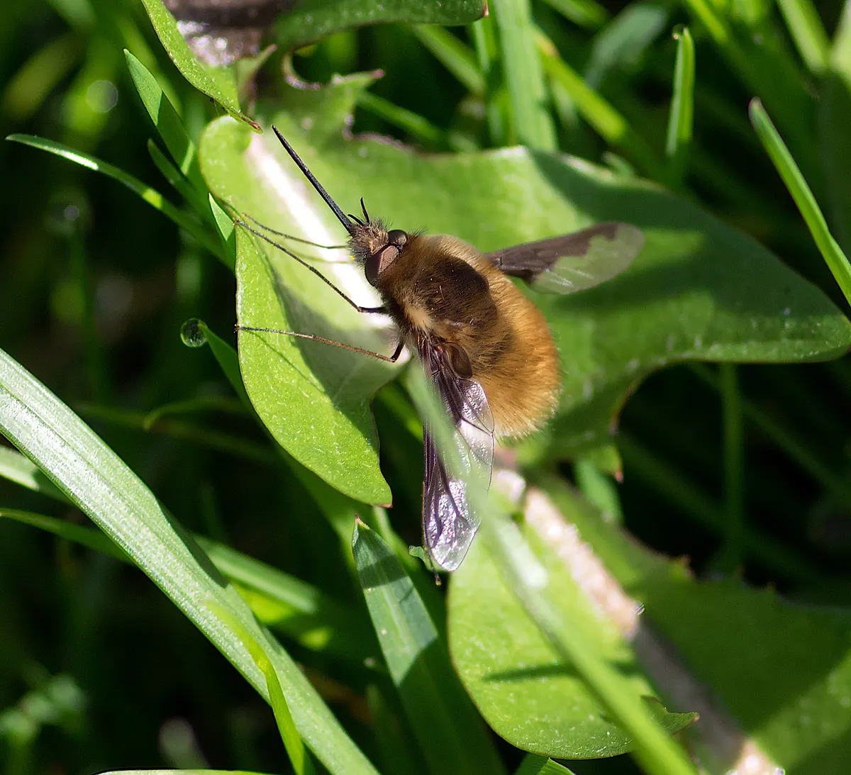 Le Grand Bombyle