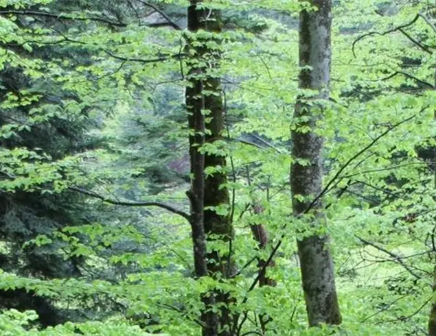 1 ARBRE, 1 HABITANT