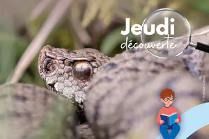 La chasse aux découvertes est ouverte !