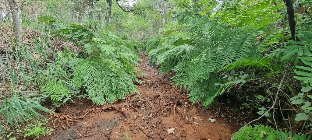 Situation hydrologique dans le PNR des Landes de Gascogne – 20 juillet 2026