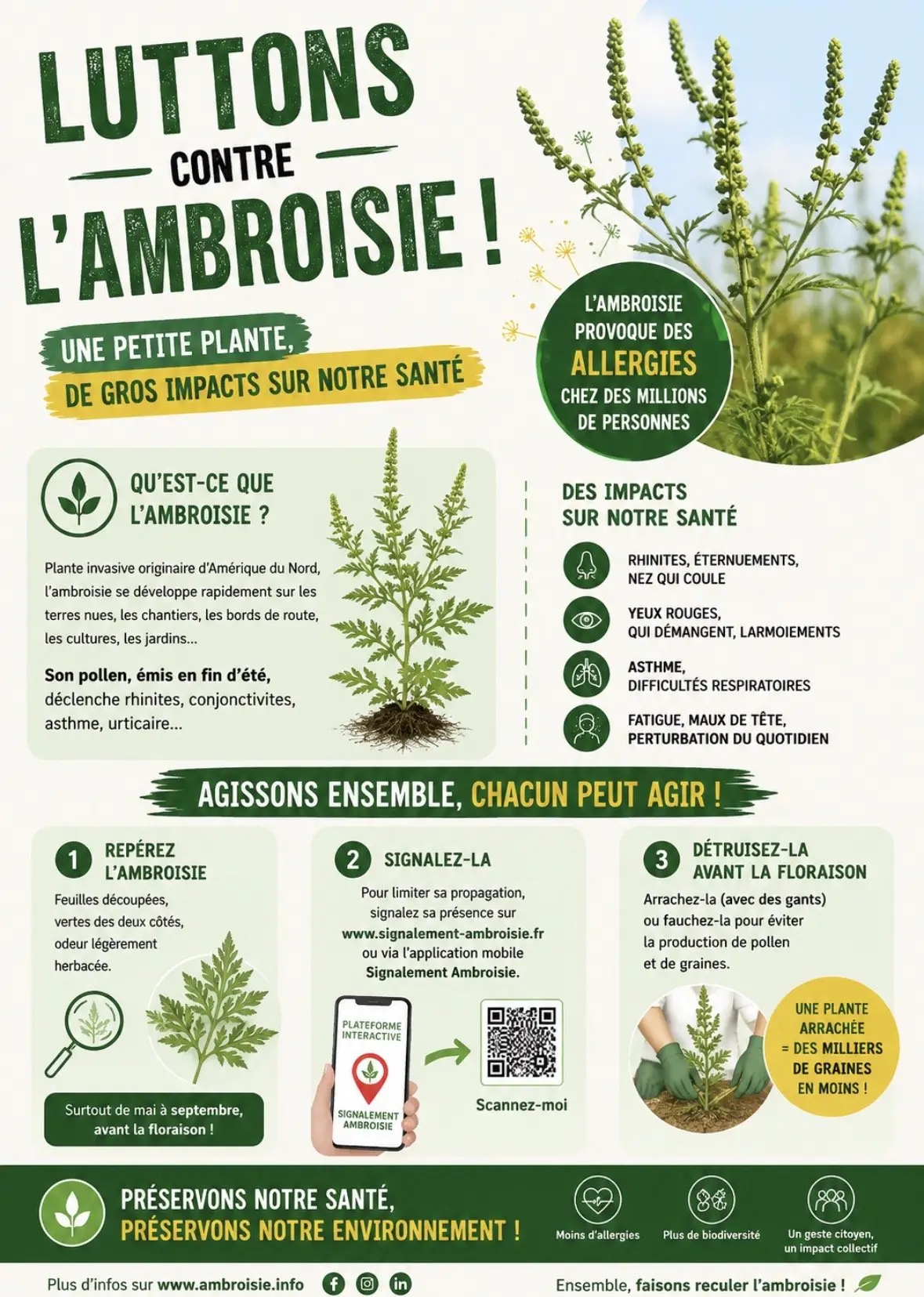 Lutte contre l'Ambroisie