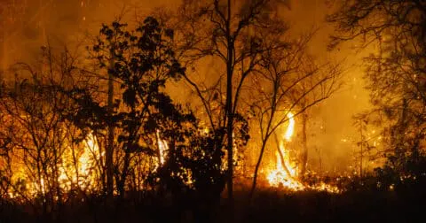 Feux de forêt : des gestes simples qui peuvent éviter le pire - Site officiel de la Ville de Crosne