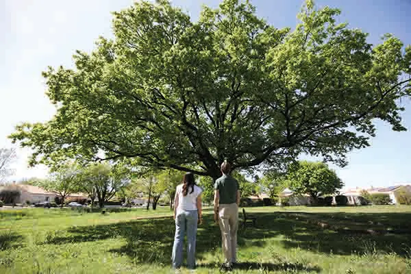 Arbres remarquables : participez à l’inventaire