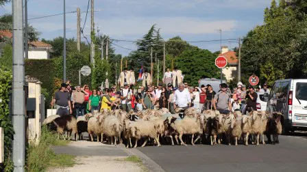 Du soleil, des brebis et de la bonne humeur - Ville de Blanquefort