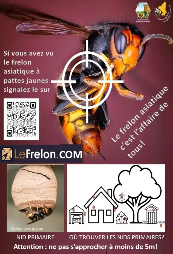 LUTTE CONTRE LE FRELON ASIATIQUE