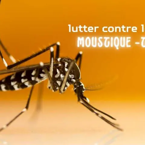 Lutter contre le moustique-tigre : réunion de sensibilisation - Chevilly-Larue
