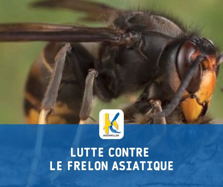 Frelon asiatique : vigilance et bons réflexes - Ville Bischwiller