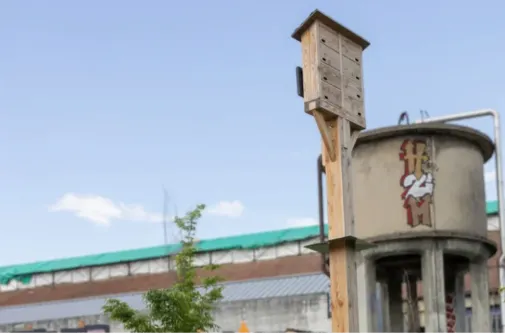 Un dispositif unique en Savoie pour protéger le martinet noir à Chambéry