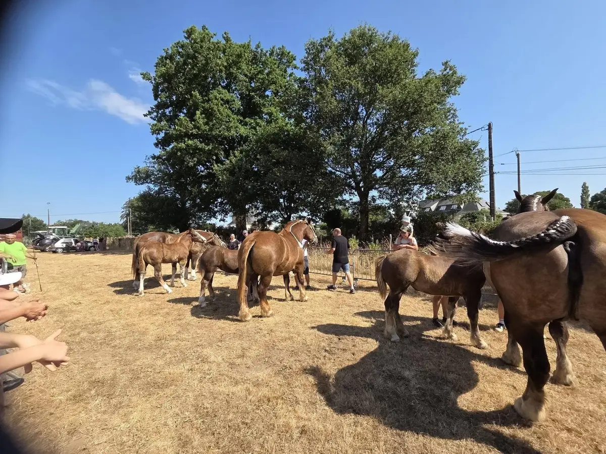 Concours de CHEVAL BRETON, ce samedi 11 juillet à Allaire