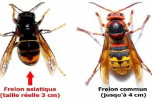 Le frelon asiatique : attention danger