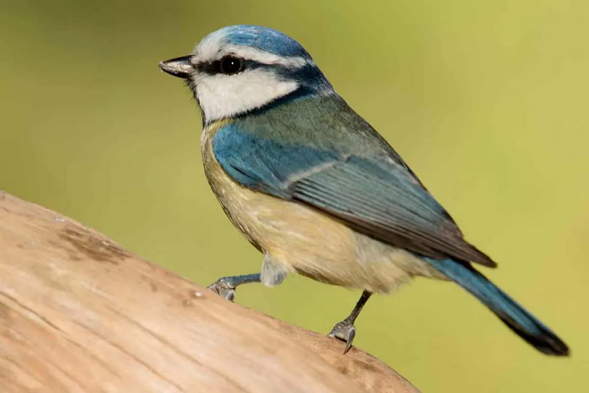 Et si on observait les oiseaux de nos alentours les 24 et 25 janvier 2026