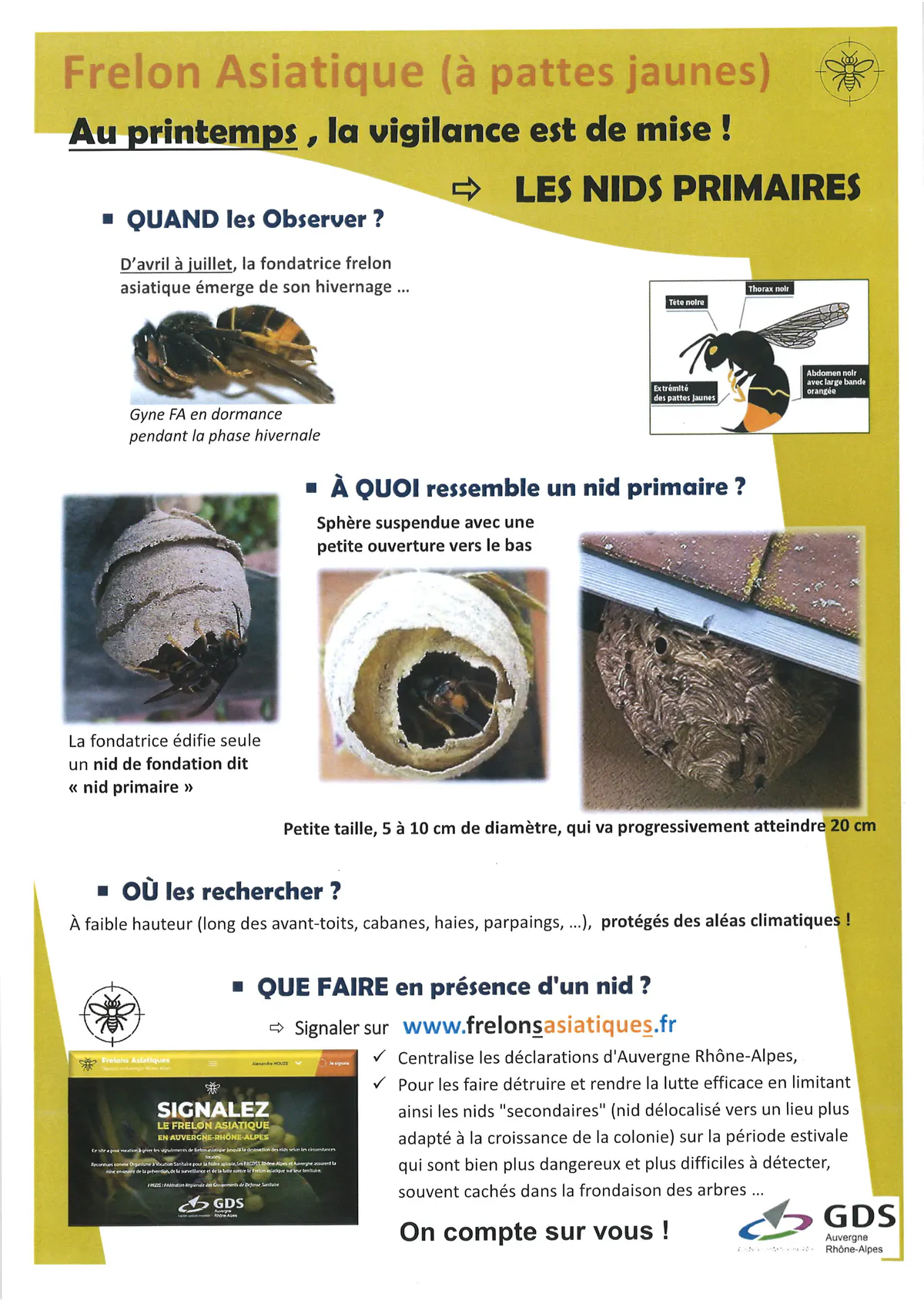 FRELON ASIATIQUE - Actualités