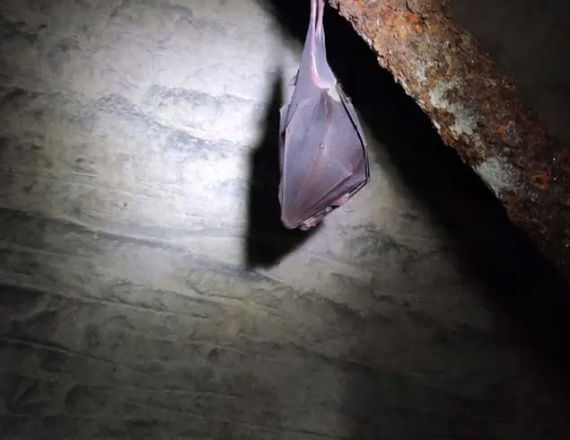 Chauve-souris cherche  gîte d’été