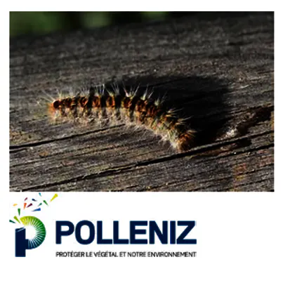 La campagne 2026 de lutte collective contre la chenille processionnaire du pin est ouverte !