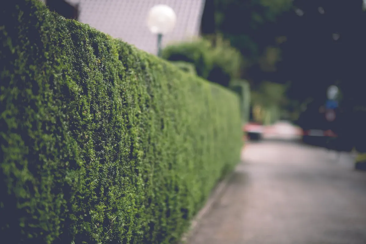Taille des haies et élagage des arbres en bordure de voirie