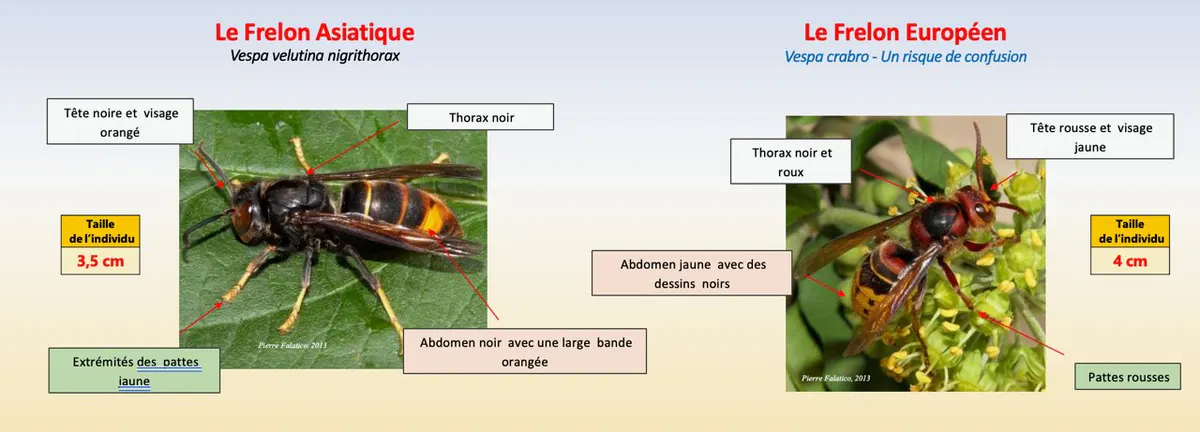Frelons asiatiques...soyons vigilants !