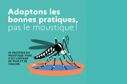 Moustique tigre : les bons gestes pour limiter sa prolifération