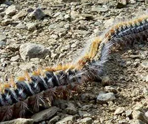 Alerte aux chenilles processionnaires du chêne - Bruz