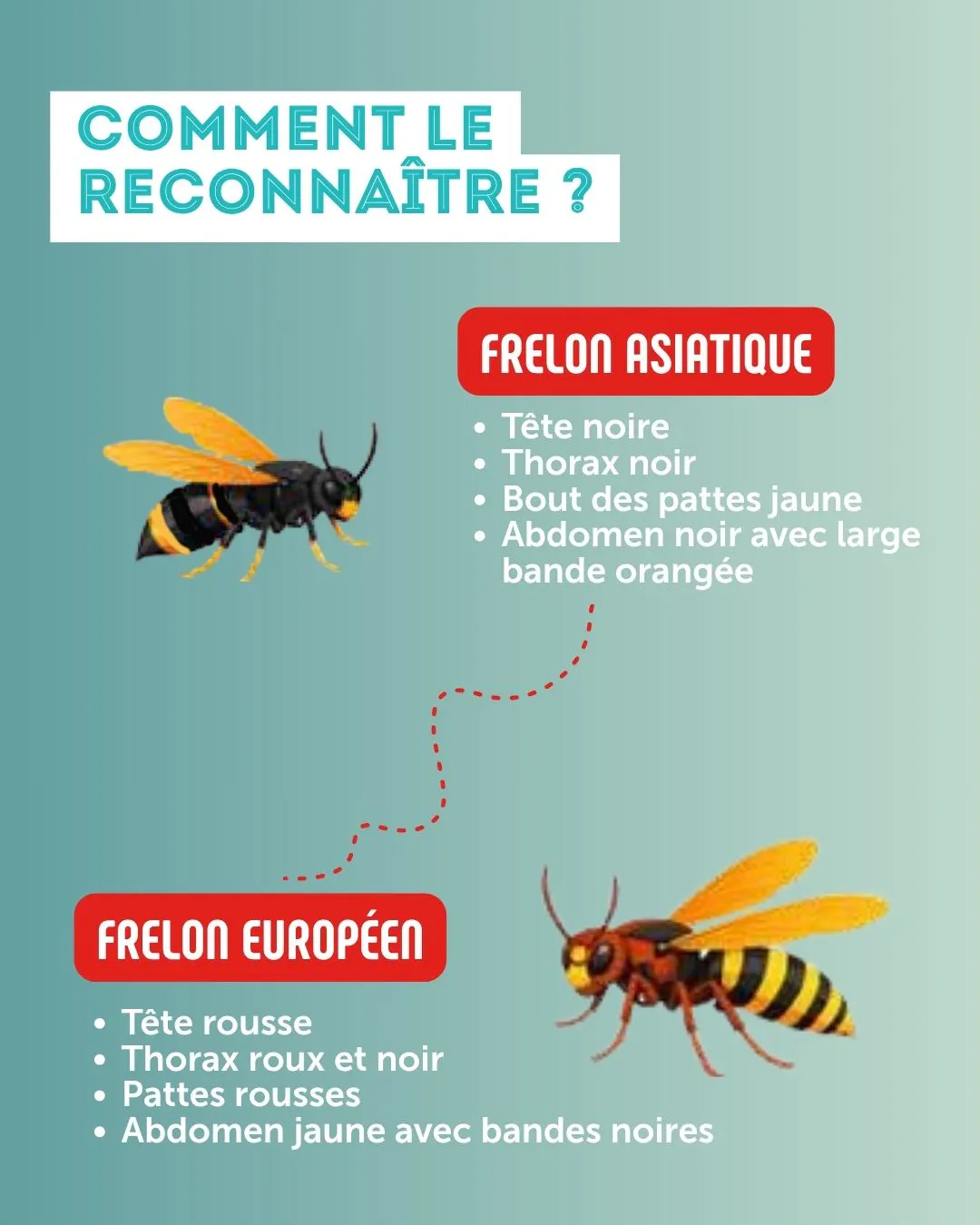 Frelons Asiatiques : Signalez sa présence !