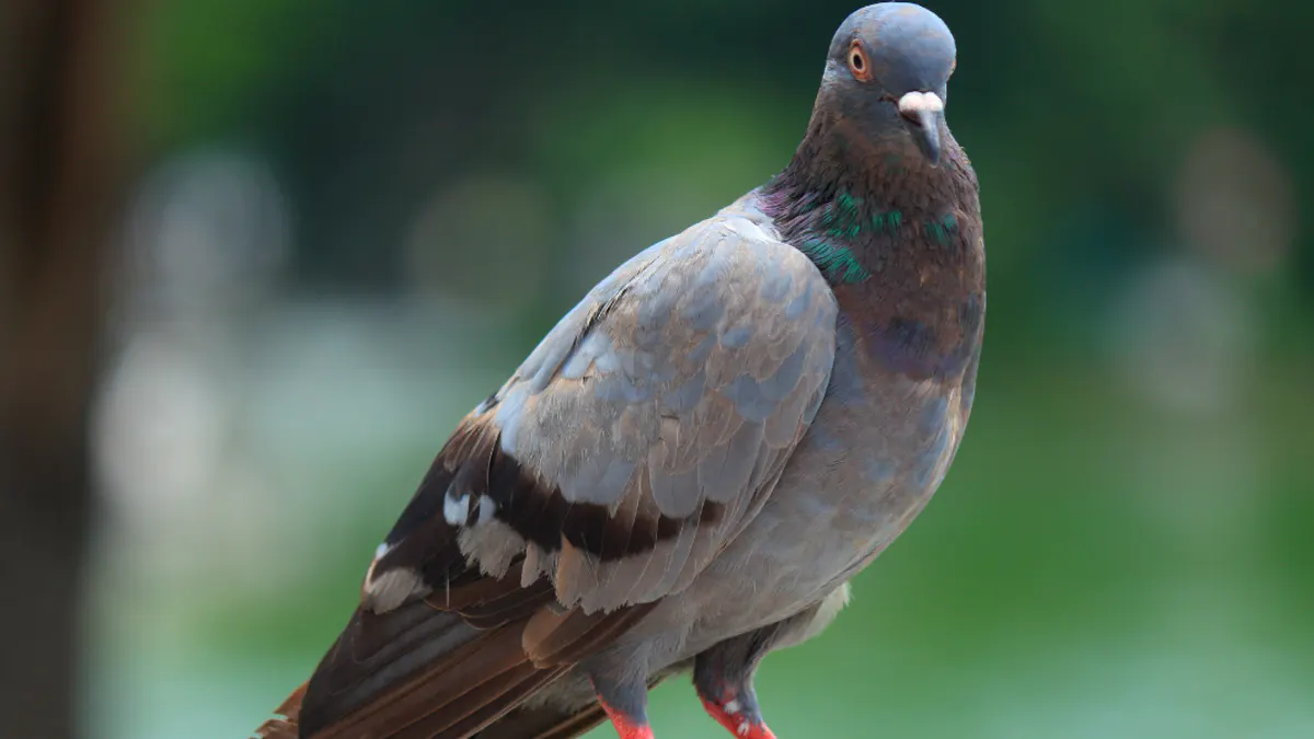 Arrêté municipal concernant les pigeons - Site officiel de Arengosse