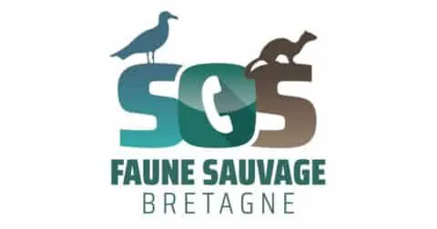 Que faire en cas de découverte d’un animal sauvage ?