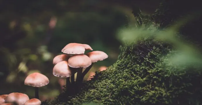 La champignonnière des Carrières, Evecquemont