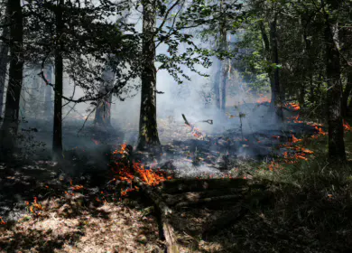 APPEL AUX DONS : SOUTENONS LA RECONSTRUCTION DE LA FORÊT DE FONTAINEBLEAU