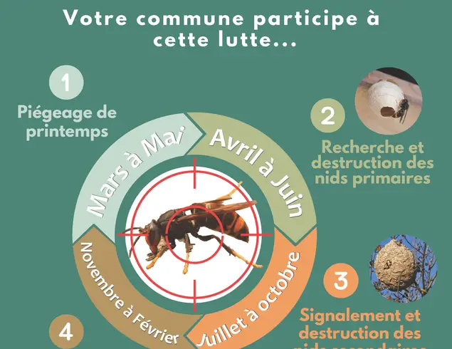 Attention ! Recrudescence de frelons asiatiques