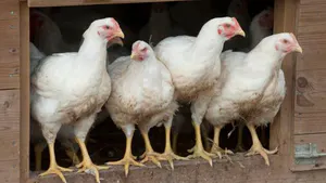 INFLUENZA AVIAIRE