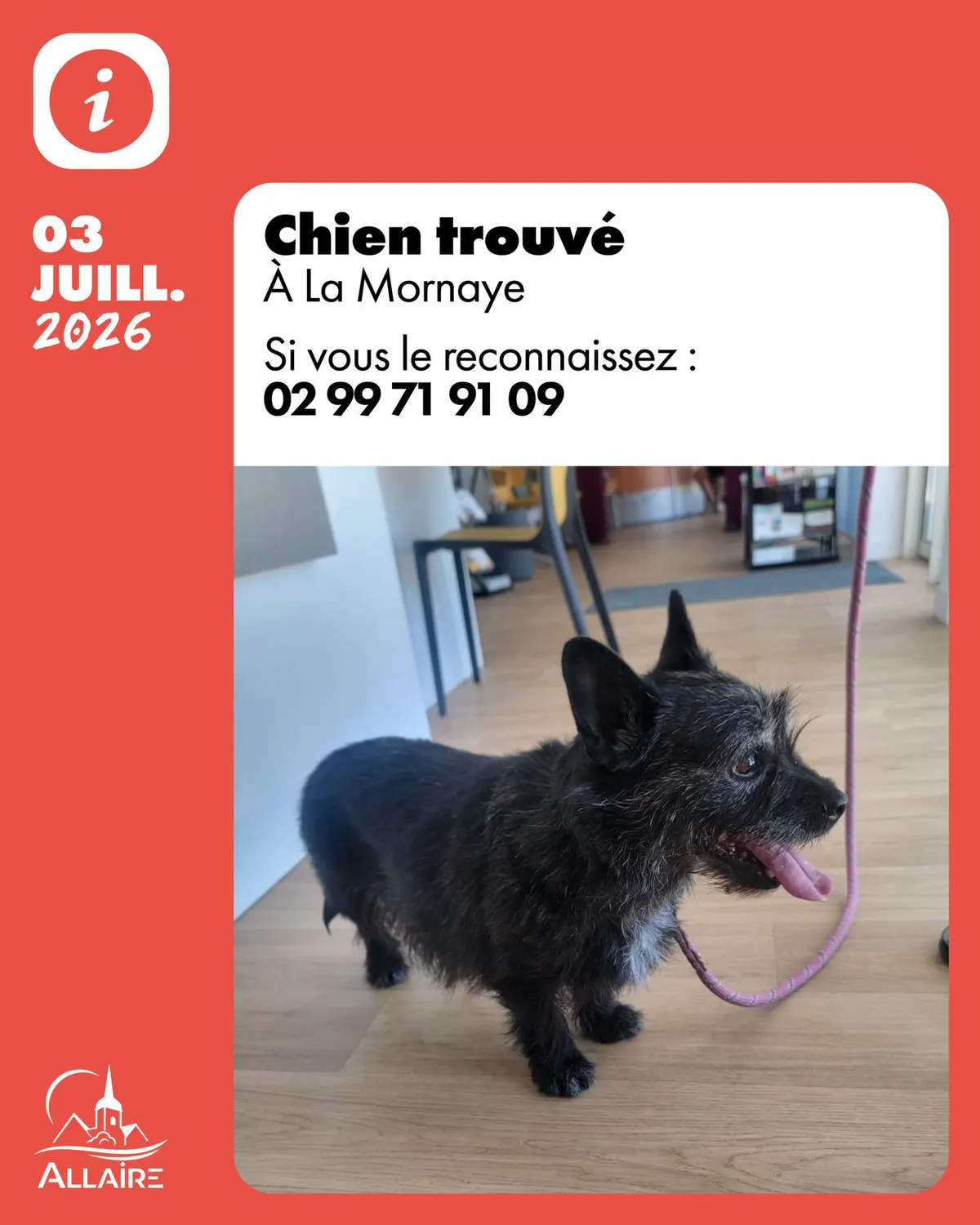 Chien trouvé à la Mornaye