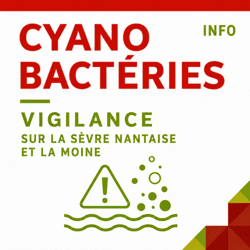 Présence potentielle de cyanobactéries sur la Sèvre Nantaise et la Moine : vigilance recommandée