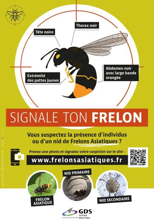 🐝 Les frelons asiatiques sont de retour !