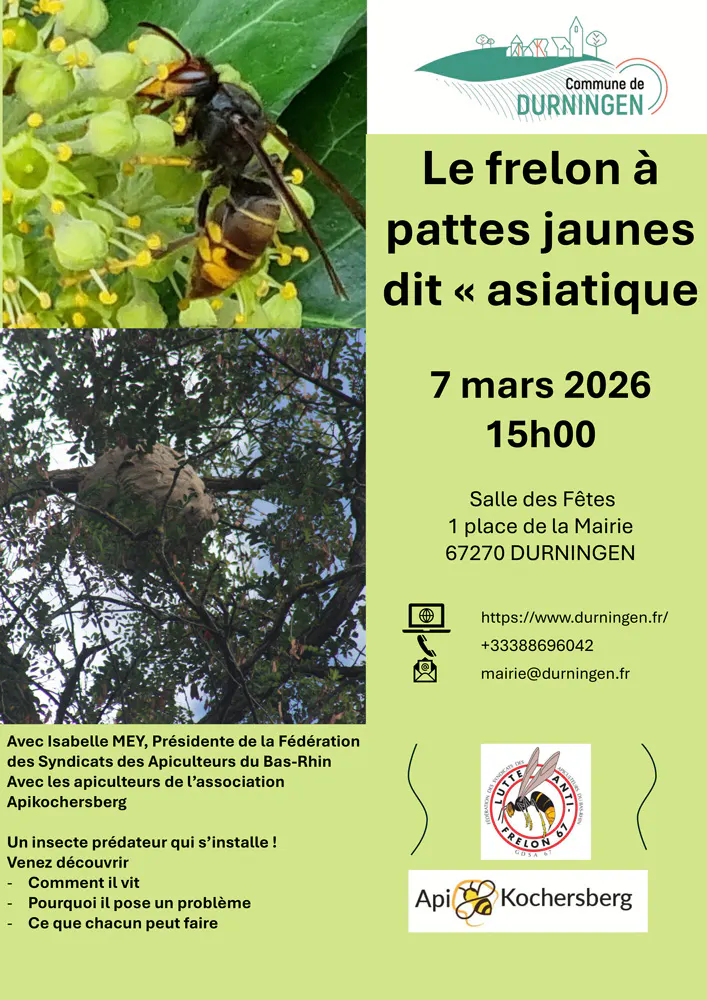 Le frelon à pattes jaunes dit