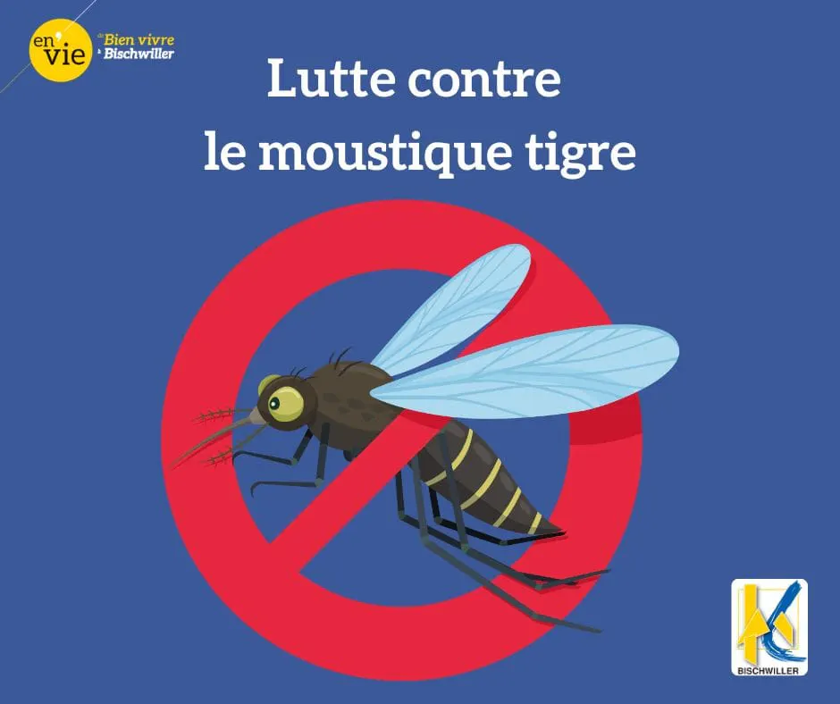 Moustique tigre : les bons gestes pour limiter sa prolifération - Ville Bischwiller