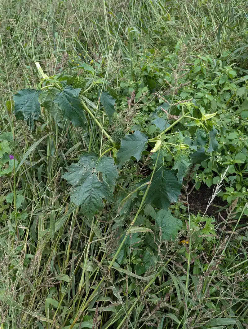 Recommandation ! Attention au Datura stramoine !