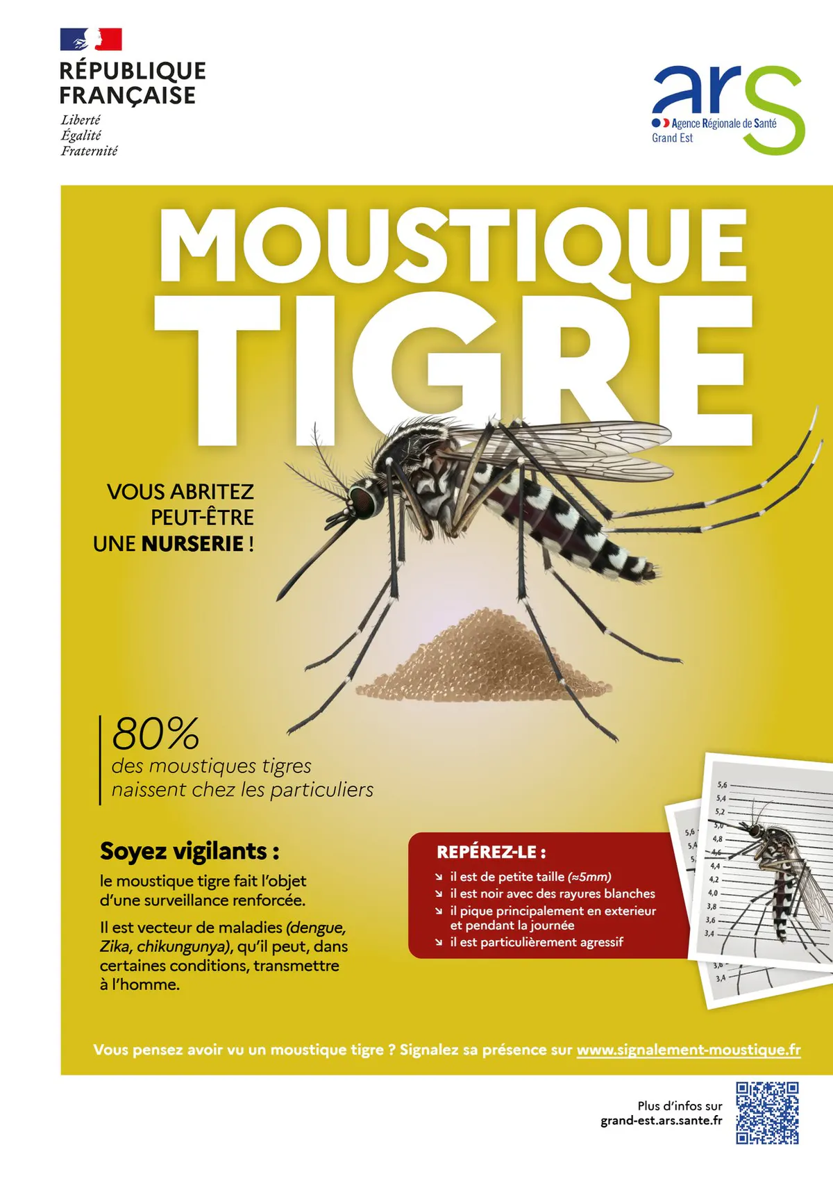 🦟 Moustique tigre : agissons ensemble !