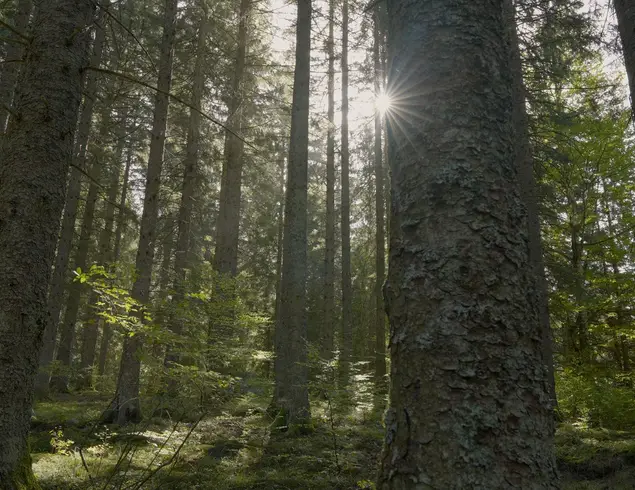 Une forêt, ça s’entretient