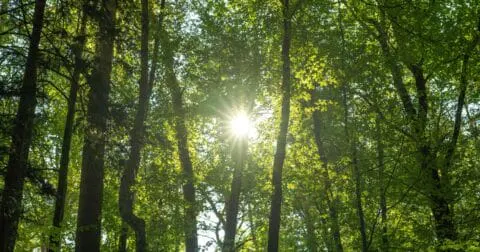 Risque d'incendie : l'accès aux massifs forestiers interdit - Bruz