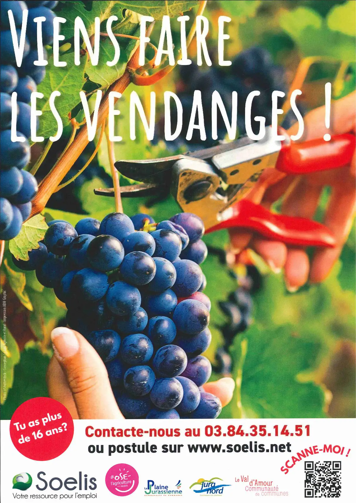Viens faire les vendanges !