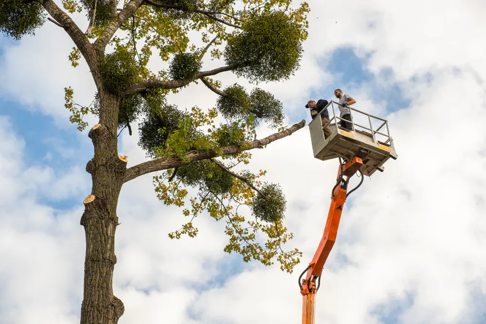 Campagne d&#8217;entretien du patrimoine arboré