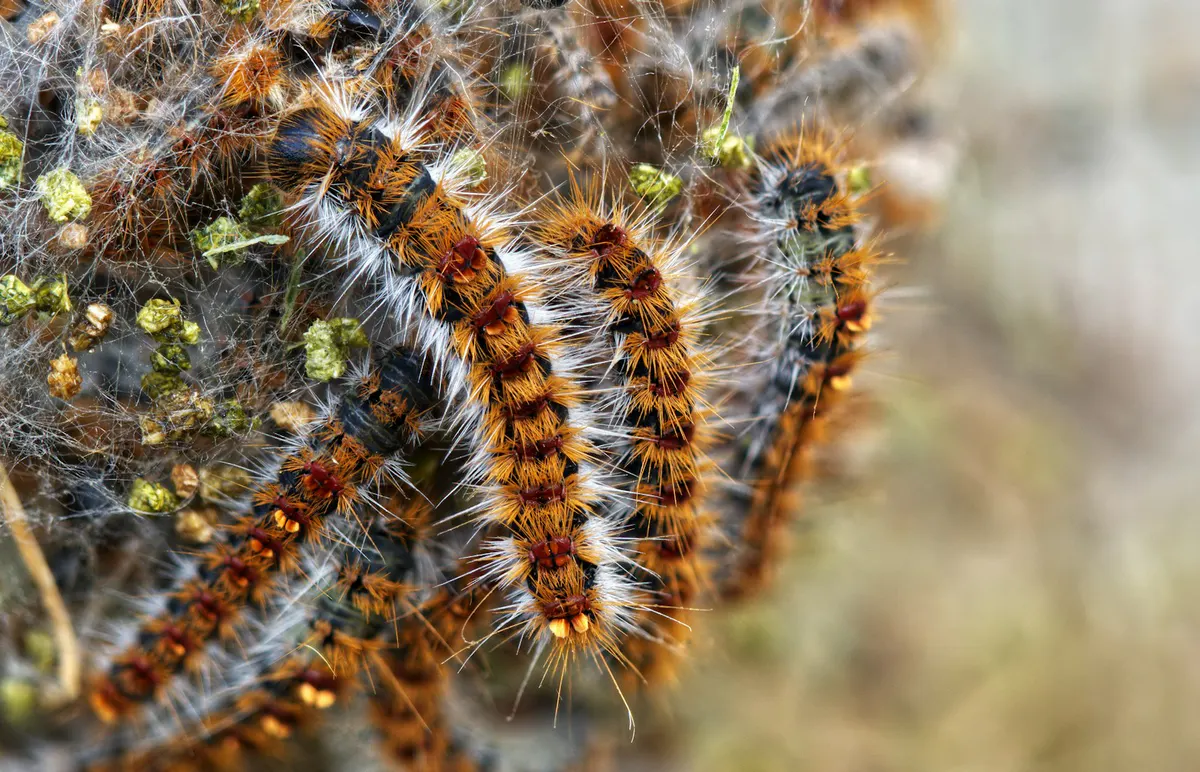 Campagne 2026 de lutte biologique contre la chenille processionnaire