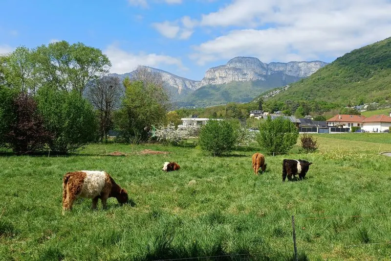 Challes les Eaux: Éco-pâturage dans le parc des Thermes