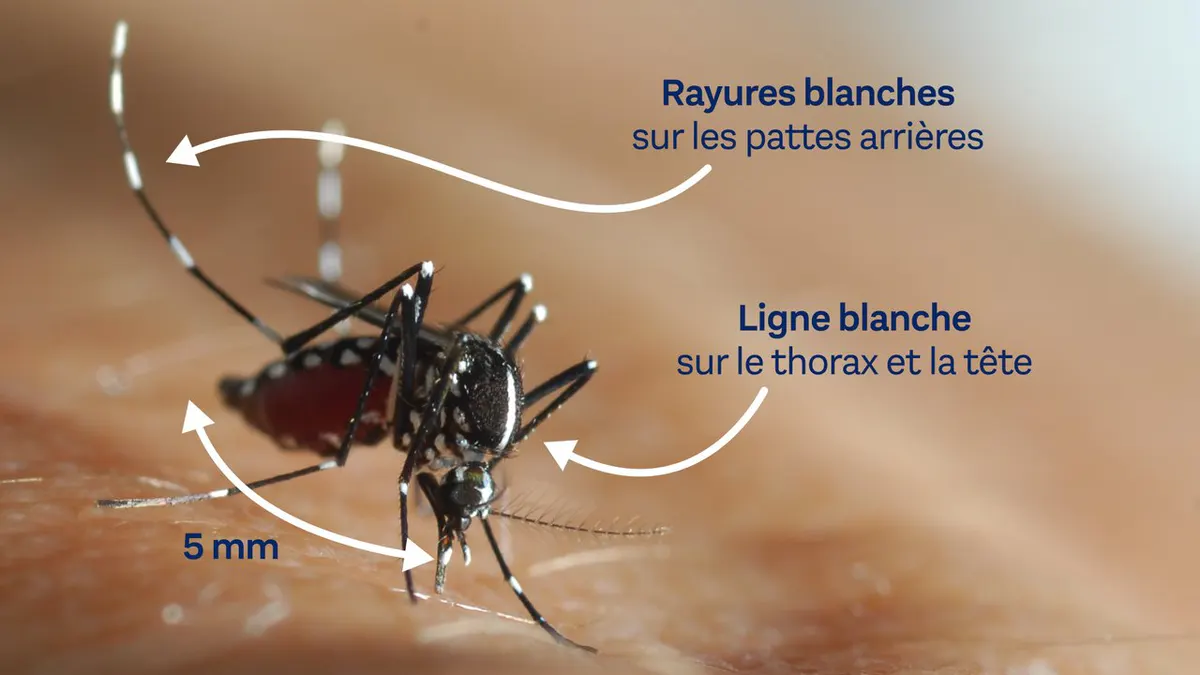 🦟 Luttons contre le moustique-tigre !