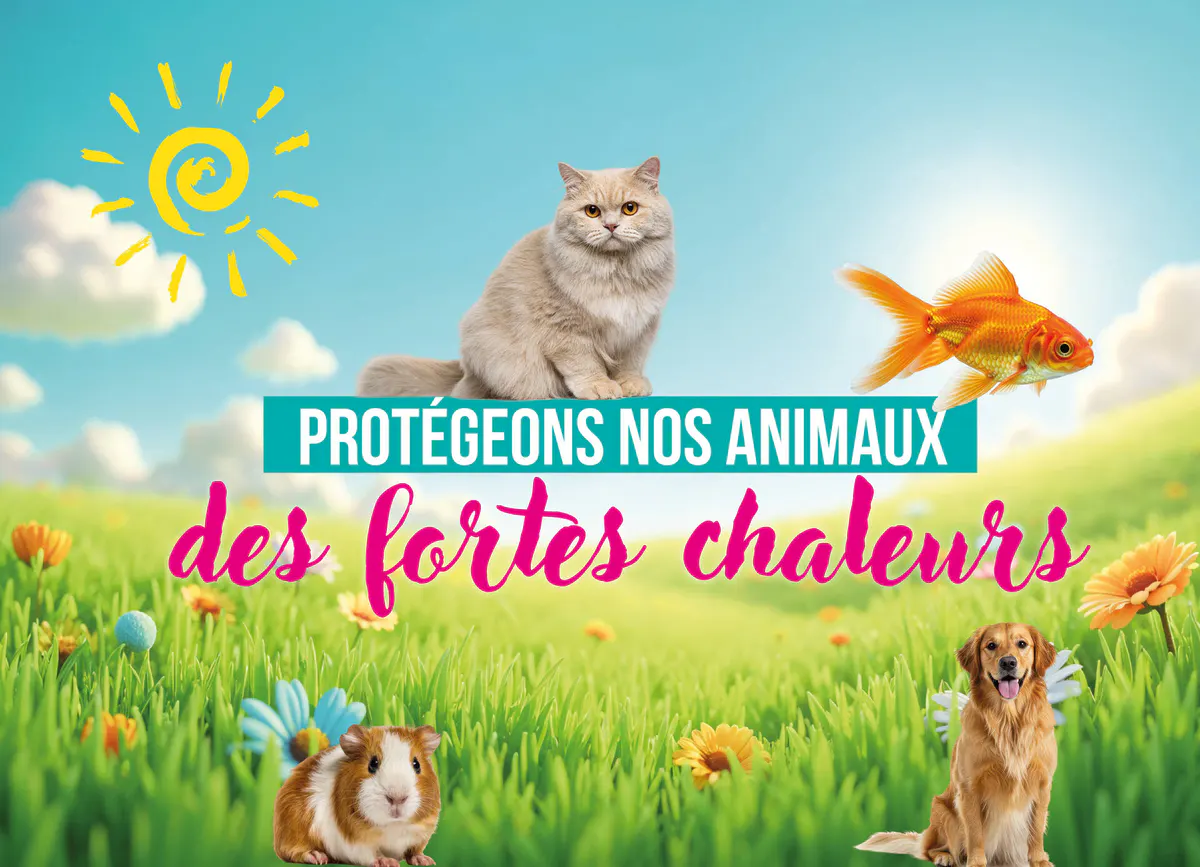 Fortes chaleurs : protégeons nos animaux